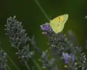 borboletas-saem-de-seu-habitat-natural-devido-mudancas-climaticas-13