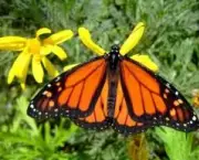 borboletas-saem-de-seu-habitat-natural-devido-mudancas-climaticas-14