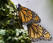 borboletas-saem-de-seu-habitat-natural-devido-mudancas-climaticas-15