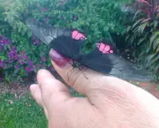 borboletas-saem-de-seu-habitat-natural-devido-mudancas-climaticas-2