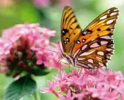 borboletas-saem-de-seu-habitat-natural-devido-mudancas-climaticas-3