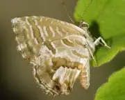 borboletas-saem-de-seu-habitat-natural-devido-mudancas-climaticas-4