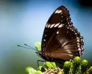 borboletas-saem-de-seu-habitat-natural-devido-mudancas-climaticas-5