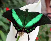 borboletas-saem-de-seu-habitat-natural-devido-mudancas-climaticas-6