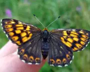 borboletas-saem-de-seu-habitat-natural-devido-mudancas-climaticas-7