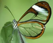 borboletas-saem-de-seu-habitat-natural-devido-mudancas-climaticas-8