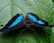 borboletas-saem-de-seu-habitat-natural-devido-mudancas-climaticas-9