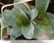 bromelias-brocchinia-1