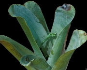 bromelias-brocchinia-3