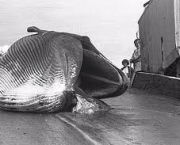 caca-as-baleias-uma-crueldade-animal-1