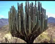 cactus-pipe-02