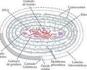 caracteristicas-cianobacterias-3