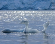 Características do Oceano Antártico (7)