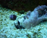 causas-de-doencas-em-corais-10