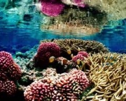 causas-de-doencas-em-corais-13