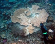 causas-de-doencas-em-corais-14