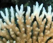 causas-de-doencas-em-corais-16