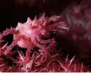 causas-de-doencas-em-corais-17