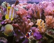 causas-de-doencas-em-corais-1