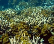 causas-de-doencas-em-corais-2
