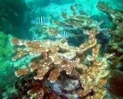 causas-de-doencas-em-corais-5