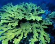 causas-de-doencas-em-corais-8
