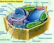 celulas-eucariontes-1
