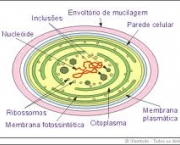 cianobacterias-3