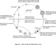 ciclo-de-vida-e-reproducao-humana-2