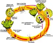 ciclos-de-vida-vegetal-11