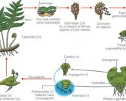 ciclos-de-vida-vegetal-17
