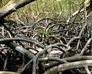 codigo-florestal-ameaca-mangues-1