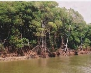codigo-florestal-ameaca-mangues-12