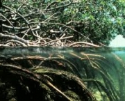 codigo-florestal-ameaca-mangues-5