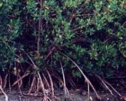 codigo-florestal-ameaca-mangues-8