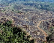 combate-a-desertificacao-principais-causas-no-brasil-4