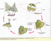 como-e-a-reproducao-das-pteridofitas-em-geral-8