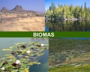 Como Funcionam os Biomas (9)