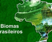 Biomas brasileiros 4º ano