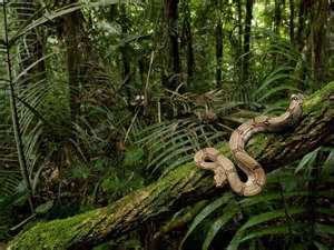 Como sobreviver na selva?