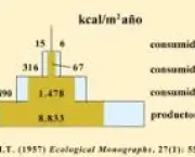 conceitos-de-piramides-de-energia-e-de-biomassa-1