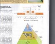 conceitos-de-piramides-de-energia-e-de-biomassa-6