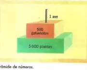 conceitos-de-piramides-de-energia-e-de-biomassa-9