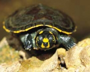 conservacao-de-tartarugas-da-amazonia-3