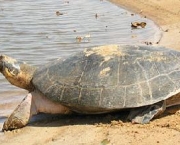 conservacao-de-tartarugas-da-amazonia-4