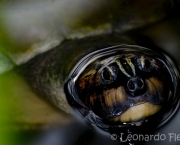 conservacao-de-tartarugas-da-amazonia-5
