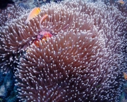 corais-podem-se-adaptar-a-mudancas-climaticas-diz-estudo-1