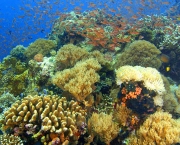 corais-podem-se-adaptar-a-mudancas-climaticas-diz-estudo-10