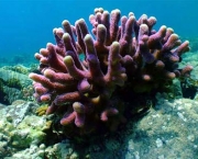 corais-podem-se-adaptar-a-mudancas-climaticas-diz-estudo-11
