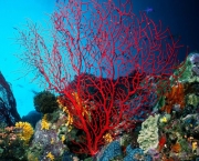 corais-podem-se-adaptar-a-mudancas-climaticas-diz-estudo-12